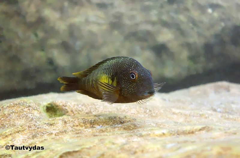 Tropheus moorii 'Isanga Bay'
